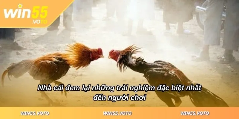 Đá Gà WIN55 - Cách Chiến Thắng Cho Người Mới Bắt Đầu 2 Nhà cái đem lại những trải nghiệm đặc biệt nhất đến người chơi