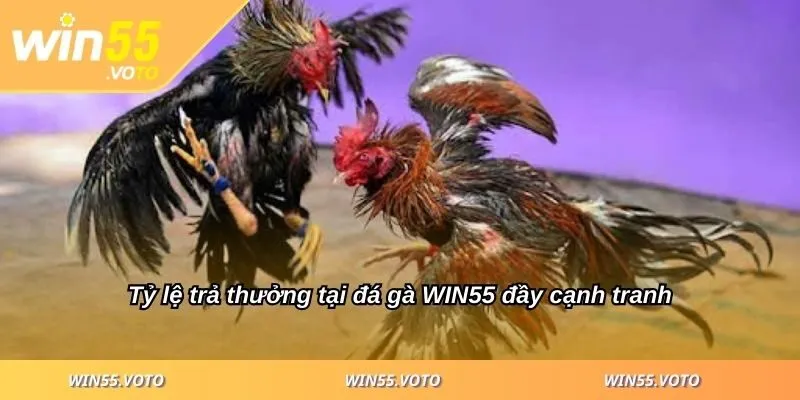 Đá Gà WIN55 - Cách Chiến Thắng Cho Người Mới Bắt Đầu 3 Tỷ lệ trả thưởng tại đá gà WIN55 đầy cạnh tranh