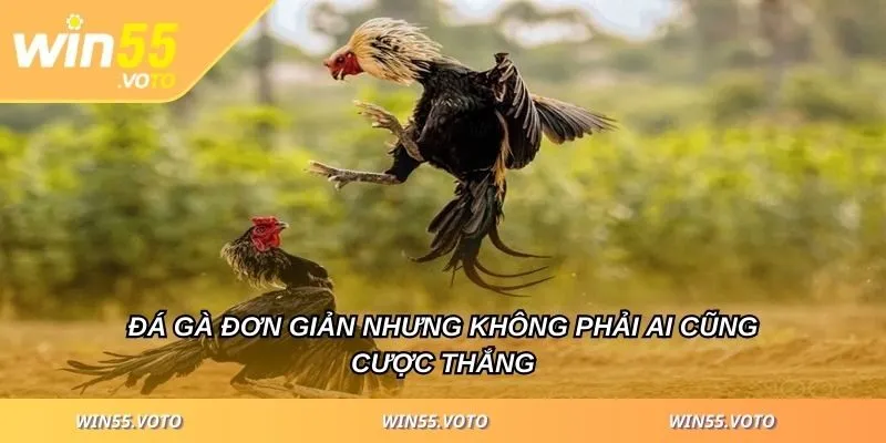Đá Gà WIN55 - Cách Chiến Thắng Cho Người Mới Bắt Đầu 4 Đá gà đơn giản nhưng không phải ai cũng cược thắng