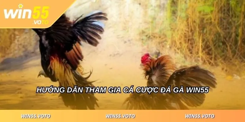 Đá Gà WIN55 - Cách Chiến Thắng Cho Người Mới Bắt Đầu 5 Hướng dẫn tham gia cá cược đá gà WIN55